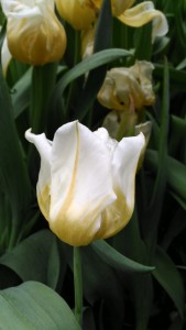 白色的郁金香 代表着纯洁的心