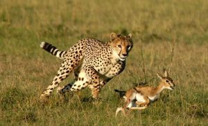 即使地上奔跑速度最快的猎豹，也要锁定目标才能抓到猎物！